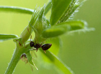 Winter Ant (Prenolepis imparis) on Vetch