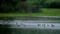 Canada Geese (Branta canadensis) on Searsville Lake