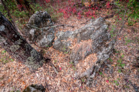 Serpentine Rock and Autumn Leaves