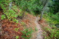 Autumn Trail (2)