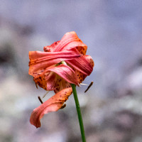 Leopard Lily (Lilium paradalinum ssp. paradalinum)