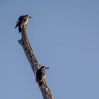 Female Acorn Woodpeckers (Melanerpes formicivorus)