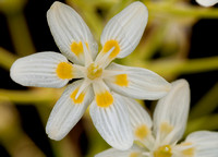 Flower of Fremont's Star Lily (Zigadenus fremontii)