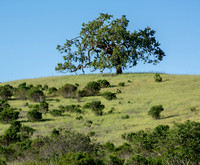 Valley Oak (Quercus lobata) on Ridge