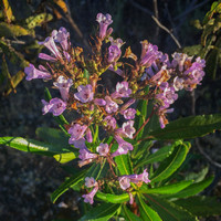 California Yerba Santa (Eriodictyon californicum) in Bloom