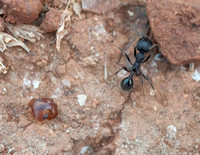Harvester Ant (Messor andrei) with Carpenter Ant (?) (Camponotus spp.) Head