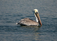 Brown Pelican (Pelecanus occidentalis) at Rest