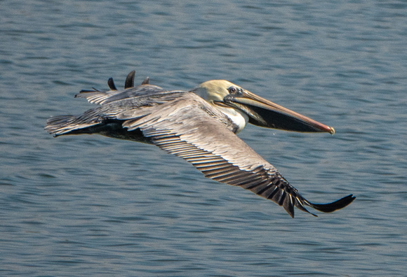 Brown Pelican (Pelecanus occidentalis) in Flight