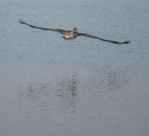 Brown Pelican (Pelecanus occidentalis) Takes Off