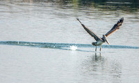 Brown Pelican (Pelecanus occidentalis) Takes Off