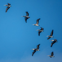 Squadron of Brown Pelicans (Pelecanus occidentalis)