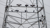 Cormorants Spread Wings