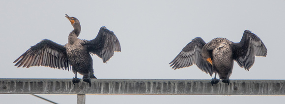 Two Double-crested Cormorants (Phalacrocorax auritus) (?)