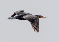 Double-crested Cormorant (Phalacrocorax auritus) (?) in Flight
