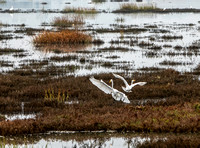 Great Egrets (Ardea alba) at Bair Island