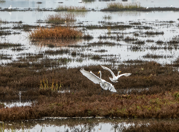Great Egrets (Ardea alba) at Bair Island