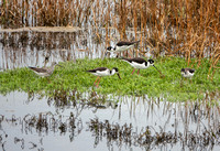 Black-mecked Stilts (Himantopus mexicanus) with Yellowlegs