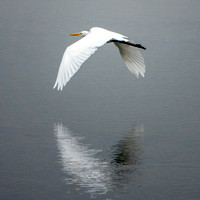 Great Egrets (Ardea alba) in Flight