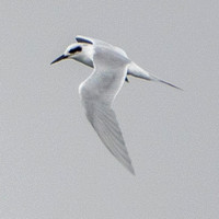 Caspian Tern (Hydroprogne caspia) (?) in Flight