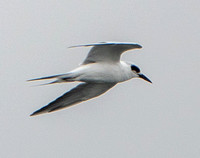 Caspian Tern (Hydroprogne caspia) (?) in Flight