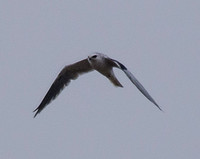 White-tailed Kite (Elanus leucurus) in Flight