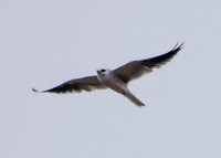 White-tailed Kite (Elanus leucurus) in Flight (2)
