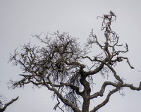 White-tailed Kite (Elanus leucurus) in Valley Oak (Closer)