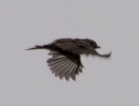 Bird in Flight (2)
