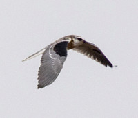 Juvenile White-tailed Kite (Elanus leucurus) in Flight (2)