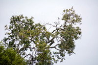 Valley Oak (Quercus lobata) with Male Acorn Woodpecker (Melanerpes formicivorus)