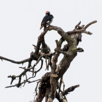 Male Acorn Woodpecker (Melanerpes formicivorus) in Valley Oak (Quercus lobata)