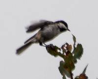 Chestnut-backed Chickadee (Poecile rufescens), Landing