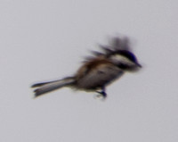 Chestnut-backed Chickadee (Poecile rufescens), in Flight