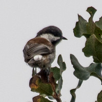 Chestnut-backed Chickadee (Poecile rufescens) at Rest