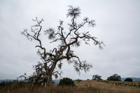 Ancient Valley Oak (Quercus lobata) with Ancient Mistletoe