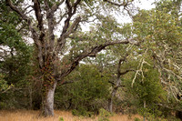 Aging Coast Live Oak (Quercus agrifolia)