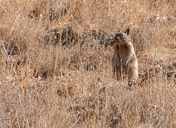 Alert California Ground Squirrel (Otospermophilus beecheyi)