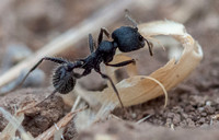 Harvester Ant (Veromessor andrei), Harvesting