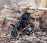 Harvester Ant (Veromessor andrei)