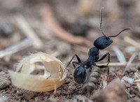 Harvester Ant (Veromessor andrei), Giving Up