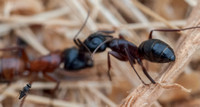 Ants in Combat, Tiny Insect