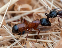Carpenter Ant (Camponotus semitestaceous?) in Single Combat