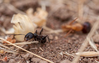 Harvest Ant (Veromessor andrei)