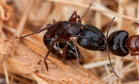 Carpenter Ants (Camponotus spp.?) in Single Combat (Detail)