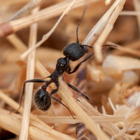Harvest Ant (Veromessor andrei), Harvesting