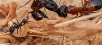 Harvest Ant (Veromessor andrei), Working Nearby