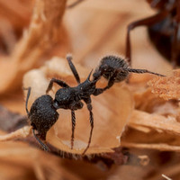 Harvest Ant (Veromessor andrei), Working Nearby (Detail)