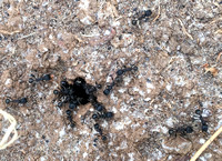 Nest of Harvest Ants (Veromessor andrei)