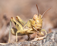 Grasshopper Feeding