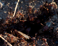 Winged Pheidole Males at Nest Mouth